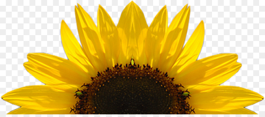 Kansas Common sunflower Perfect Day - Download Free High Quality Sunflower Png Transparent Images png download - 1600*695 - Free Transparent  png Download.