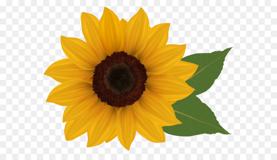 Common sunflower Download Clip art - Sunflower PNG Clipart Picture png download - 6078*4682 - Free Transparent Image File Formats png Download.