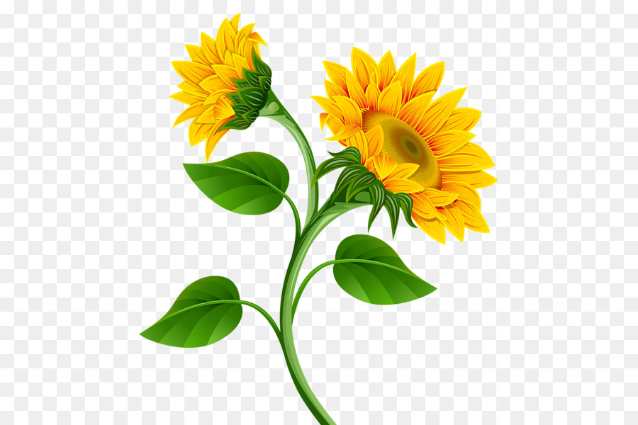Common sunflower Clip art - sunflowers png download - 537*600 - Free Transparent Common Sunflower png Download.