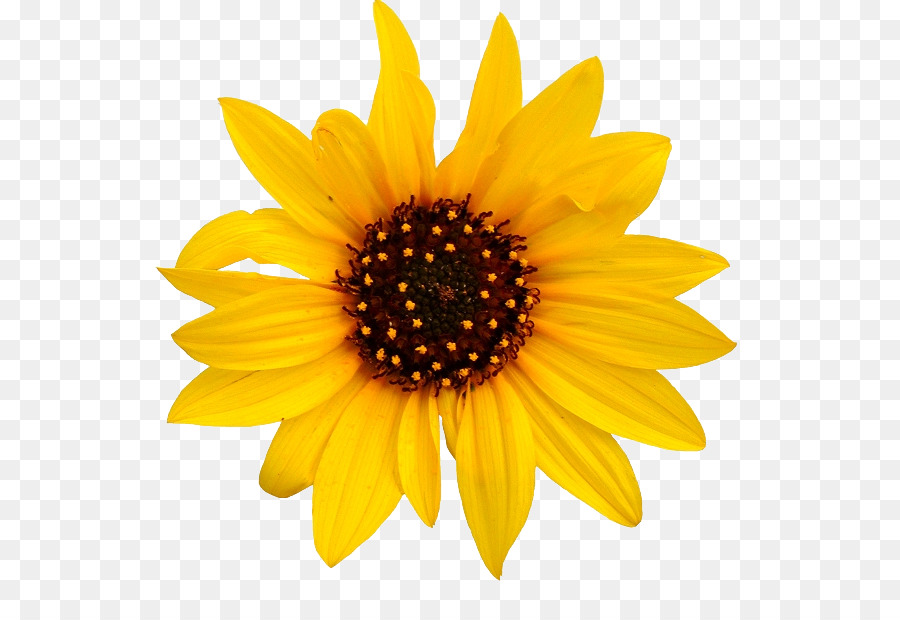Common sunflower Clip art - Sunflower Transparent PNG png download - 599*614 - Free Transparent Common Sunflower png Download.