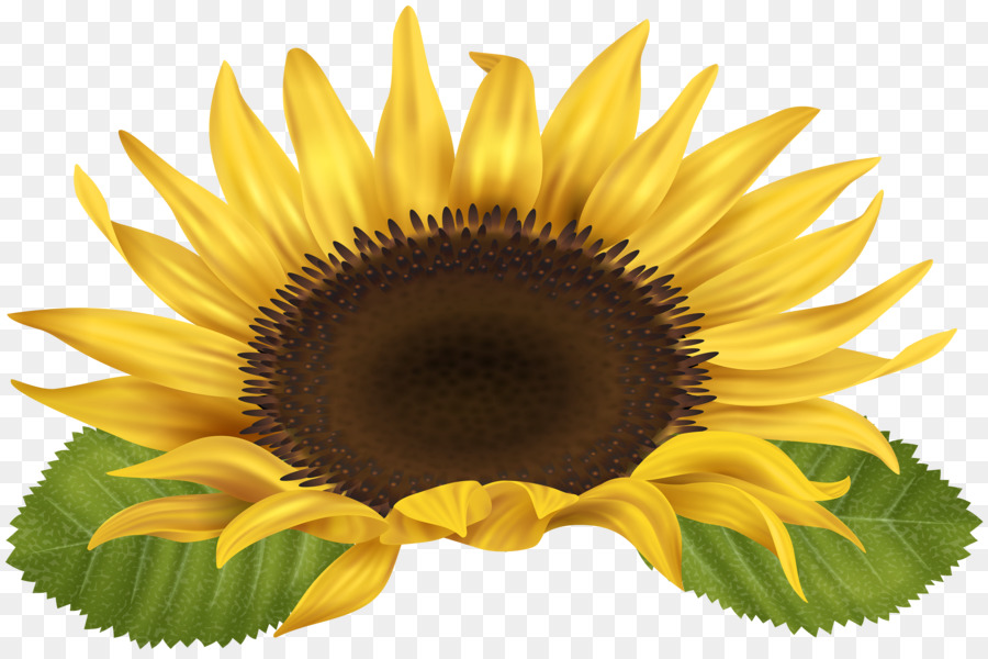 Common sunflower Sunflower seed Clip art - flower text png download - 5000*3321 - Free Transparent Common Sunflower png Download.
