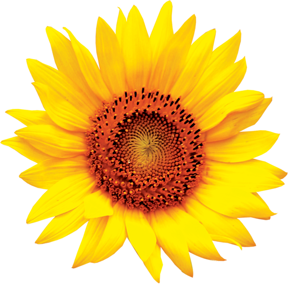 Common sunflower Clip art - sunflower png download - 600*600 - Free ...