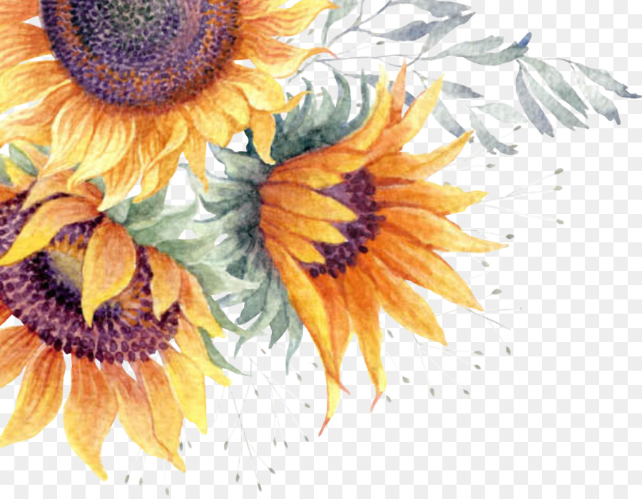 Common sunflower Clip art Image Watercolor painting - sunflower watercolor card png download - 1002*774 - Free Transparent Common Sunflower png Download.
