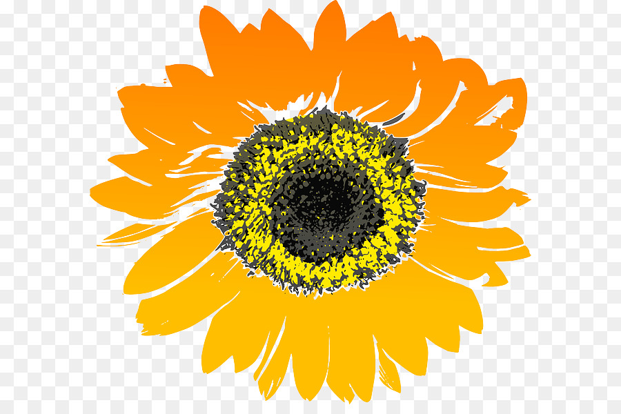 Common sunflower Drawing Clip art - others png download - 640*586 - Free Transparent Common Sunflower png Download.
