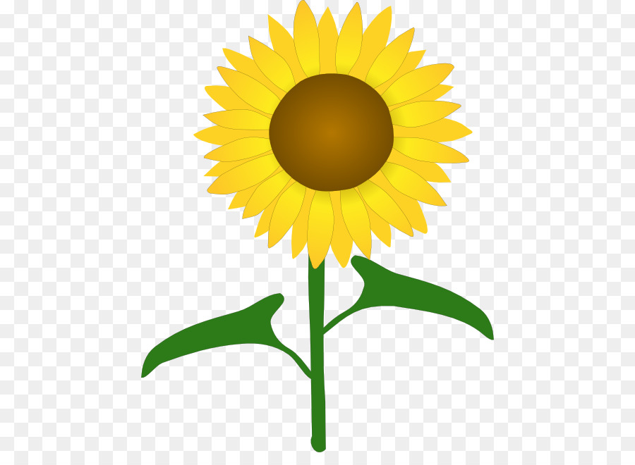 Common sunflower Drawing Clip art - flower png download - 500*642 - Free Transparent Common Sunflower png Download.