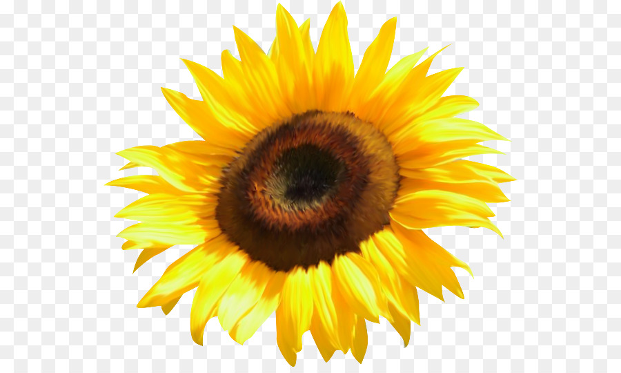 Common sunflower Clip art - watercolor sunflower png download - 600*531 - Free Transparent Flower png Download.
