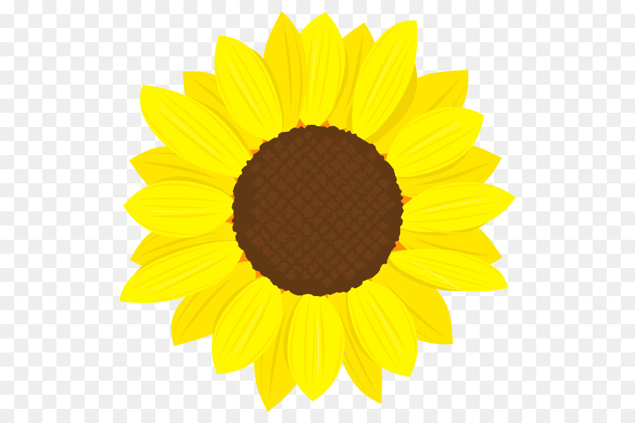 Common sunflower Clip art - Girasoles png download - 600*600 - Free Transparent Common Sunflower png Download.