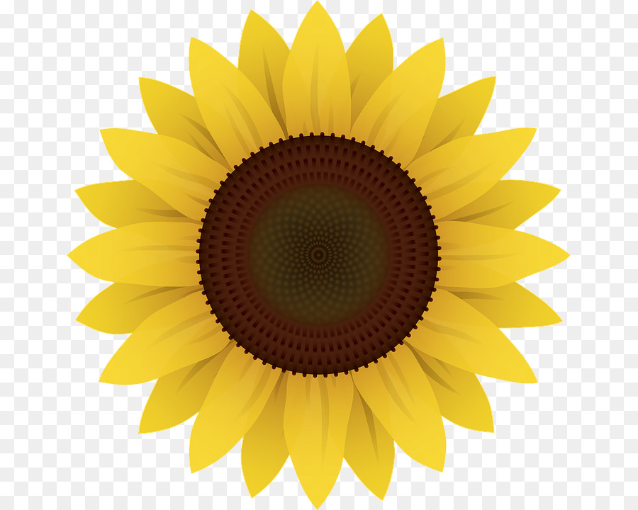 Common sunflower Clip art - others png download - 711*720 - Free Transparent Common Sunflower png Download.
