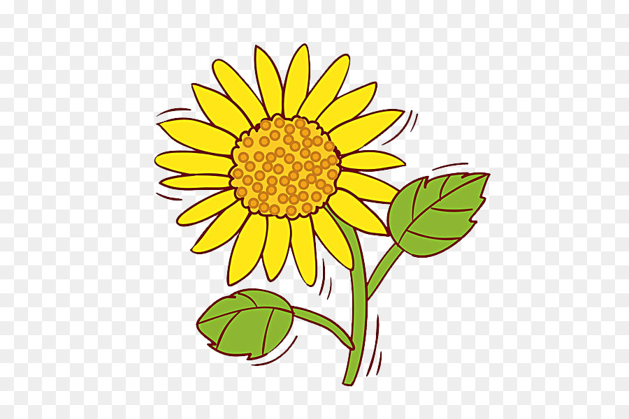 Common sunflower Clip art - sunflower png download - 600*600 - Free Transparent Common Sunflower png Download.