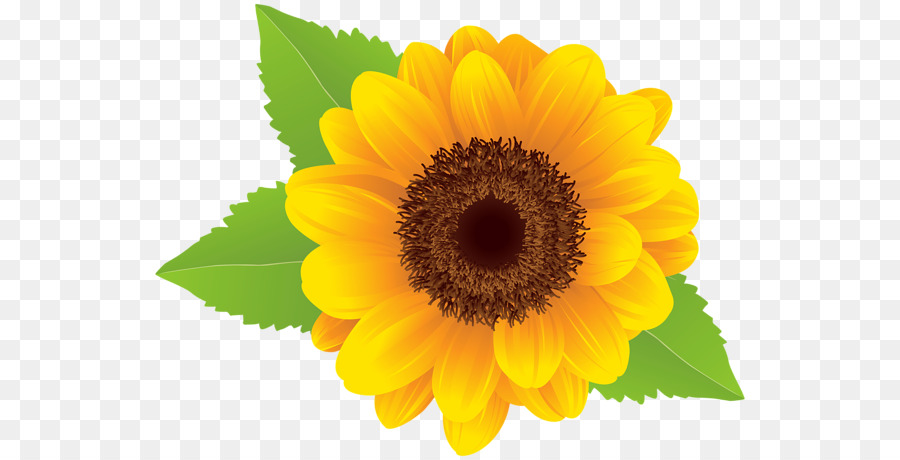 Common sunflower Clip art - others png download - 600*460 - Free Transparent Common Sunflower png Download.