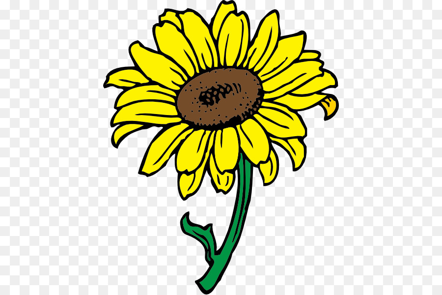 Common sunflower Clip art - Beautiful Clipart png download - 480*599 - Free Transparent Common Sunflower png Download.