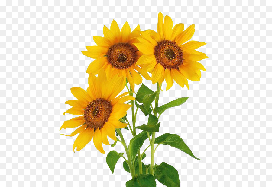Stock photography Common sunflower Vase with Three Sunflowers - Sunflower Flower png download - 620*620 - Free Transparent Stock Photography png Download.