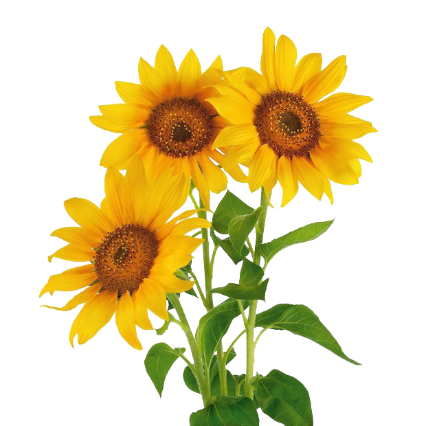 Stock photography Common sunflower Vase with Three Sunflowers ...