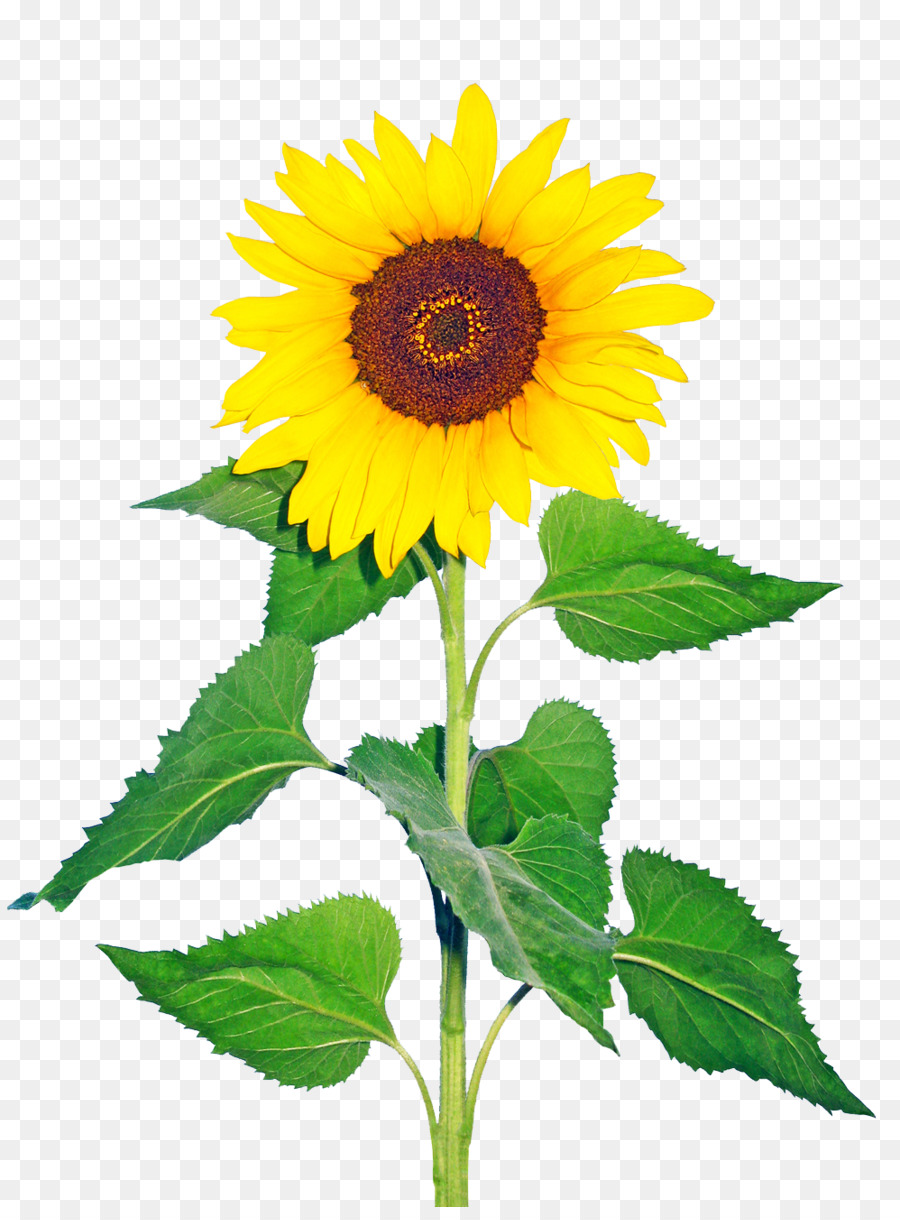 Common sunflower Sunflower seed Plant Glory Days, God Has It All! - sunflowers png download - 998*1338 - Free Transparent Common Sunflower png Download.