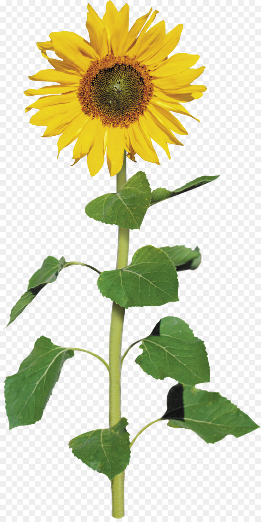 Common sunflower Archive file Clip art - sunflower png download - 1752*3486 - Free Transparent Common Sunflower png Download.