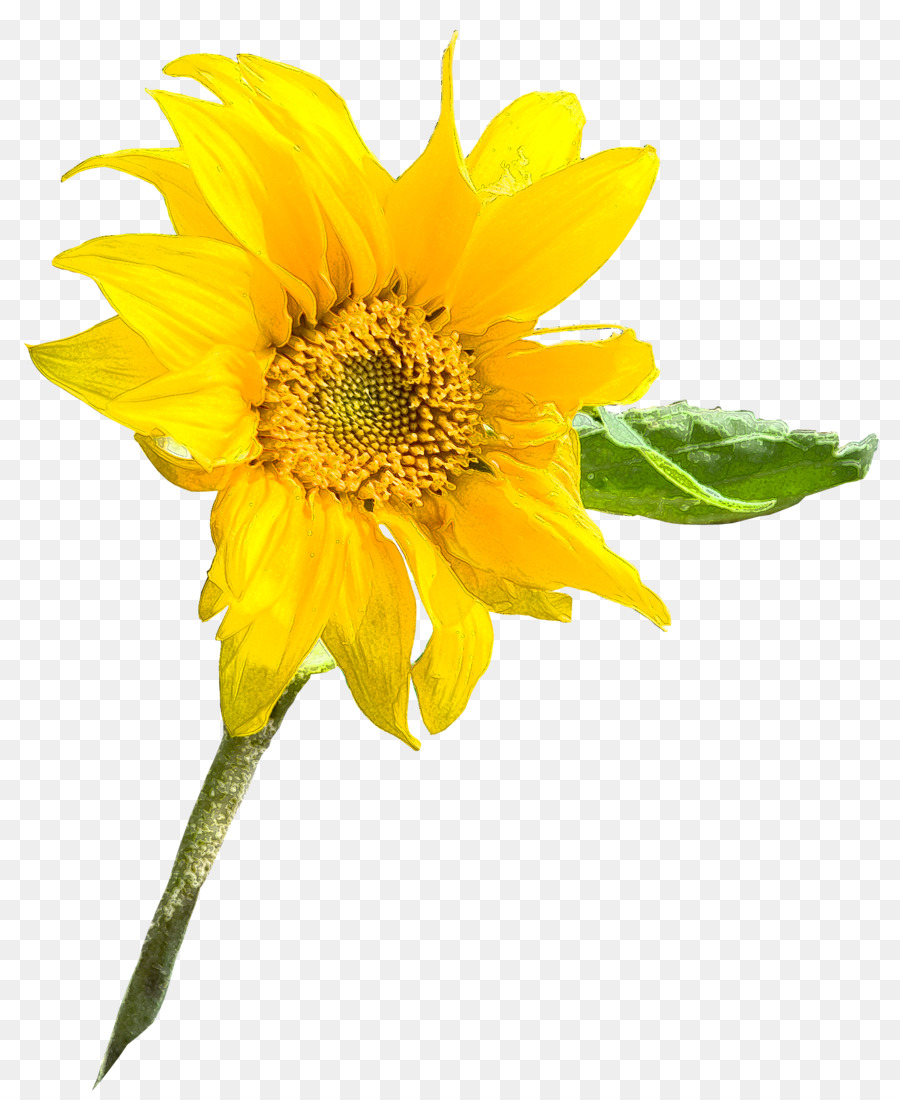Sunflower seed Annual plant sunflower m Sunflowers Petal - pinterest background png download - 1430*1733 - Free Transparent Sunflower Seed png Download.
