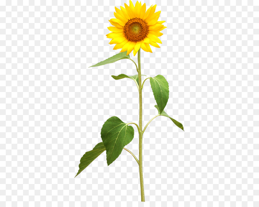 Common sunflower Plant stem Stock photography - sunflower png download - 385*703 - Free Transparent Common Sunflower png Download.