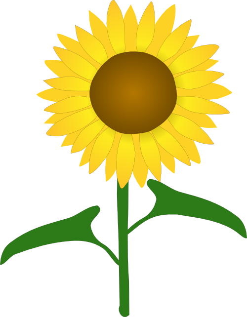 Common sunflower Drawing Clip art - flower png download - 500*642 ...