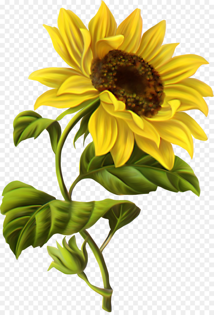 Common sunflower Drawing Botanical illustration Watercolor painting - chamomile png download - 1130*1644 - Free Transparent Common Sunflower png Download.