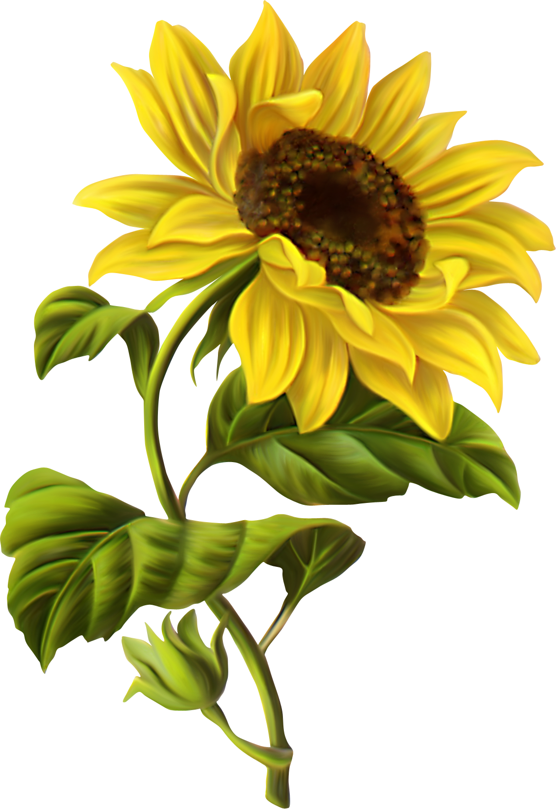 Sunflower Svg Png White Sunflower Drawing Sunflower W - vrogue.co