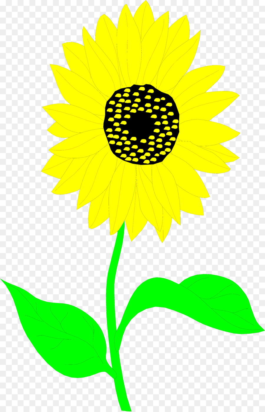 Common sunflower Drawing Clip art - sunflowers png download - 958*1488 - Free Transparent Common Sunflower png Download.