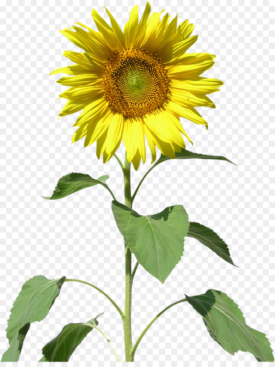 Common sunflower Sunflowers Clip art - sunflower png download - 912*1200 - Free Transparent Common Sunflower png Download.