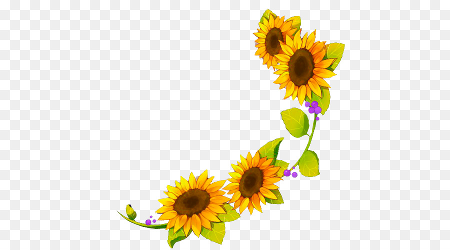 Four Cut Sunflowers Common sunflower Sunflower seed - sunflower png download - 500*500 - Free Transparent Four Cut Sunflowers png Download.