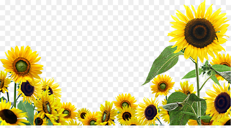 Desktop Wallpaper Common sunflower Clip art - sunflower oil png download - 2333*1271 - Free Transparent Desktop Wallpaper png Download.