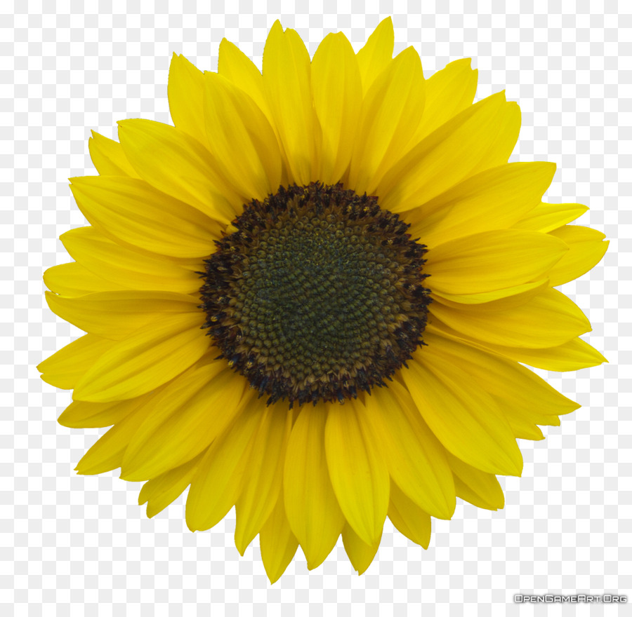 Common sunflower Royalty-free Clip art - sunflower oil png download - 1130*1089 - Free Transparent Common Sunflower png Download.