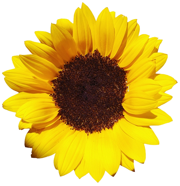 Common sunflower Pixel XCF - Sunflower PNG png download - 601*621 ...