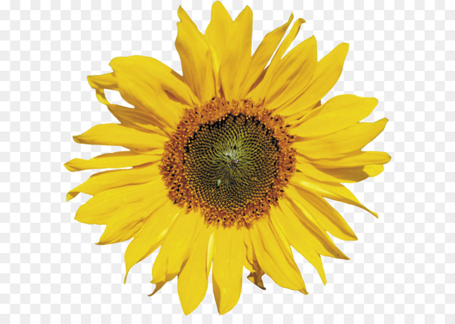 Common sunflower Clip art - Sunflower PNG png download - 2698*2595 - Free Transparent Common Sunflower png Download.
