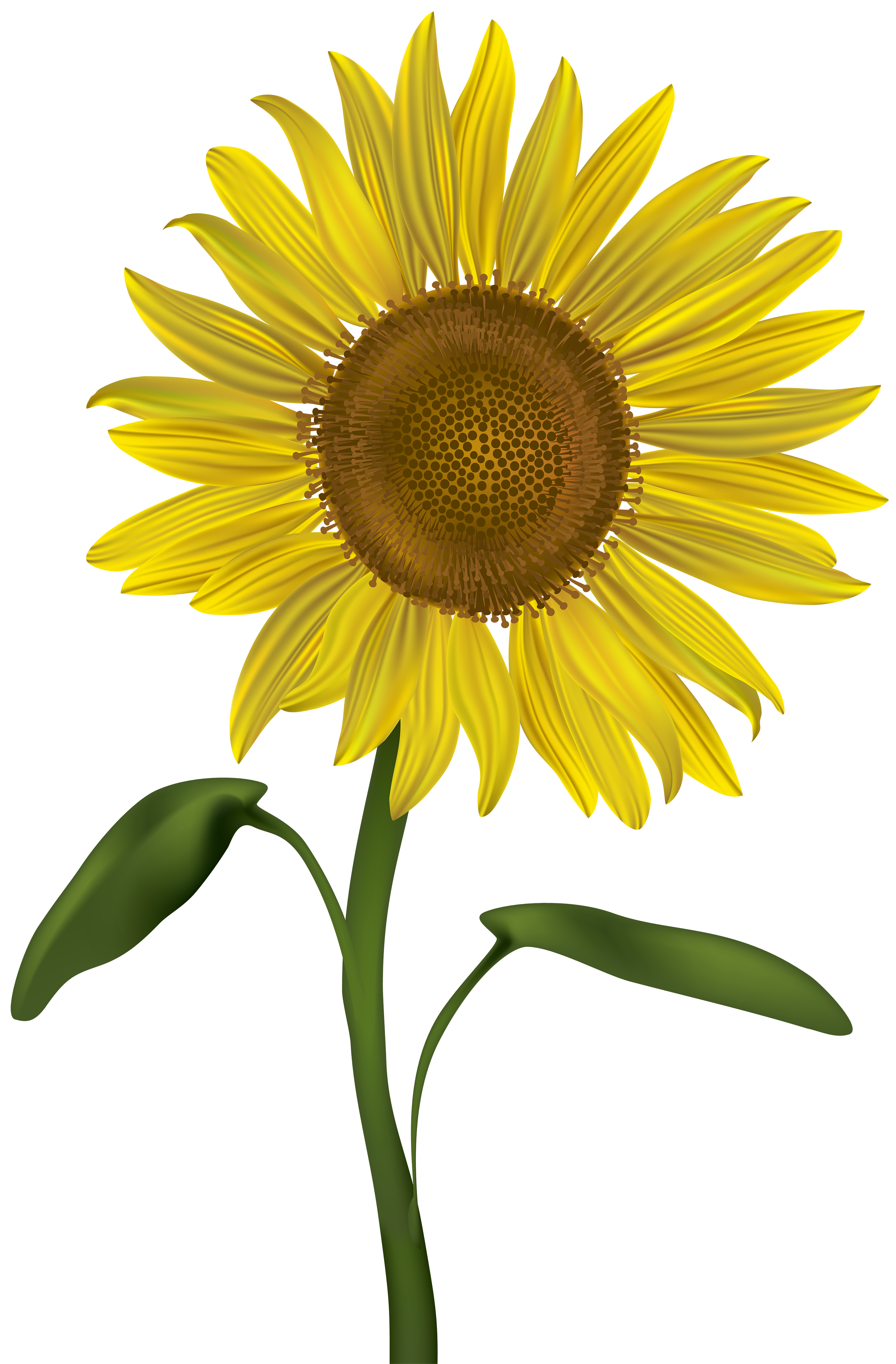 Free Sunflower Clipart Flower Clip Art Images And 3 C - vrogue.co