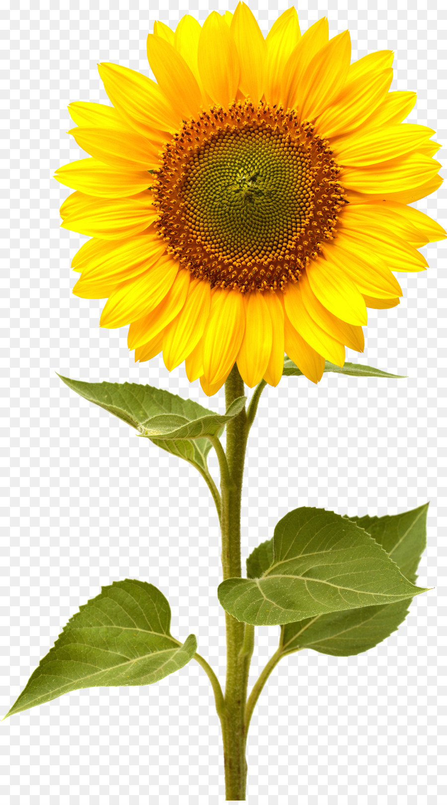 Common sunflower Computer Icons - sunflower png download - 1956*3502 ...