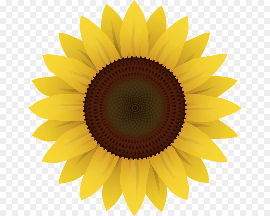 Common sunflower Clip art - sunflowers png download - 711*720 - Free Transparent Common Sunflower png Download.