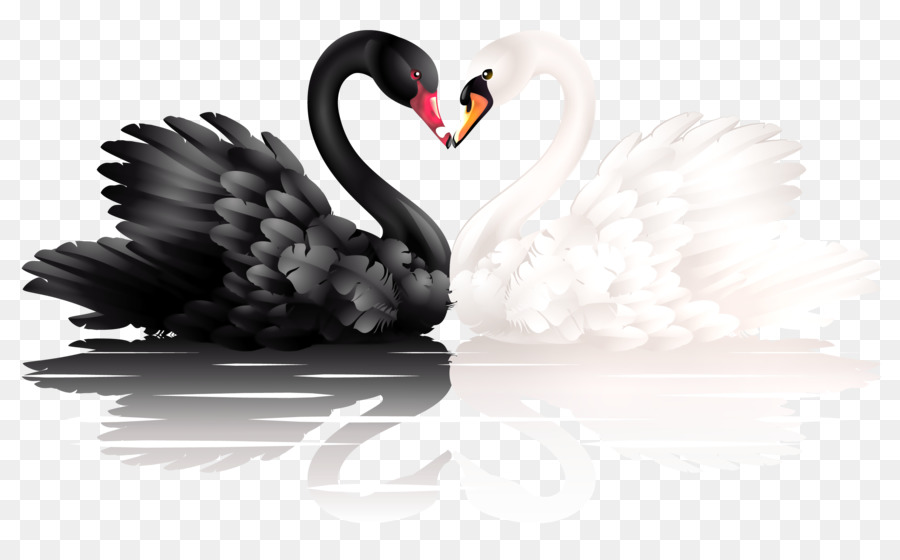 Black swan Heart Clip art - black swan png download - 2748*1698 - Free Transparent Black Swan png Download.