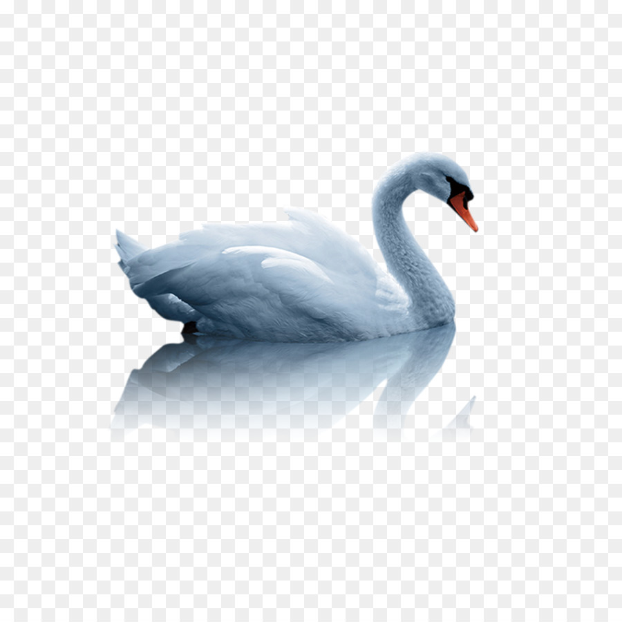 Mute swan Duck White Swan - swan png download - 2362*2362 - Free Transparent Mute Swan png Download.