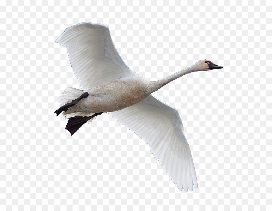 Swan goose Bird Domestic goose - swan png download - 700*700 - Free Transparent Swan png Download.