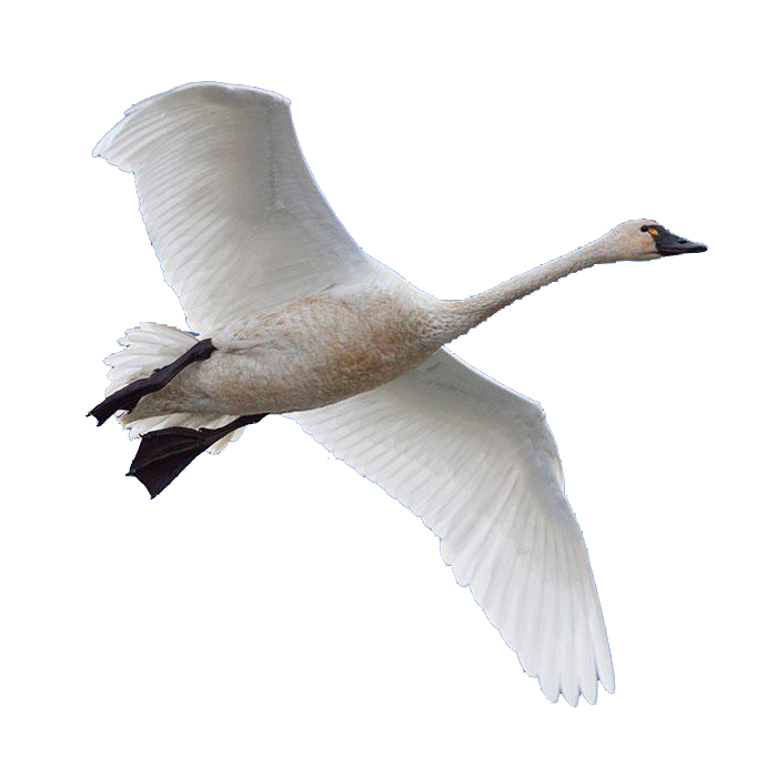 Swan goose Bird Domestic goose - swan png download - 700*700 - Free ...