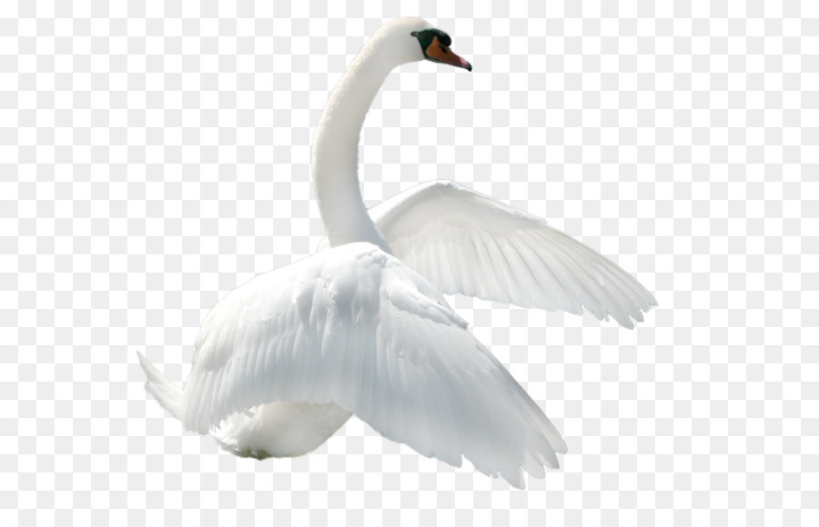 Swan Clip art - Swan Png Image png download - 900*778 - Free Transparent Black Swan png Download.