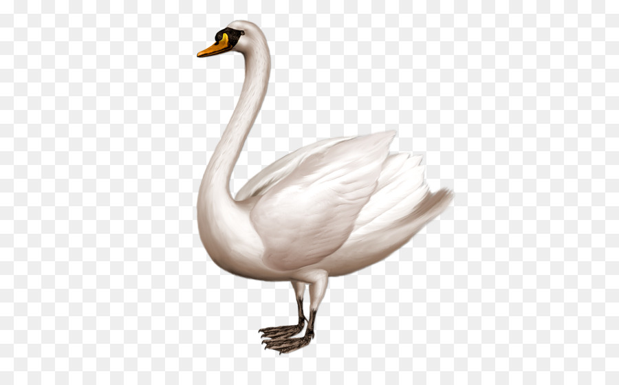 Mute swan Clip art - cisne png download - 458*551 - Free Transparent Mute Swan png Download.