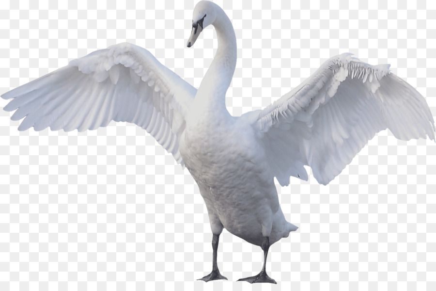 Swan goose Mute swan Bird - goose png download - 1572*1024 - Free Transparent Goose png Download.