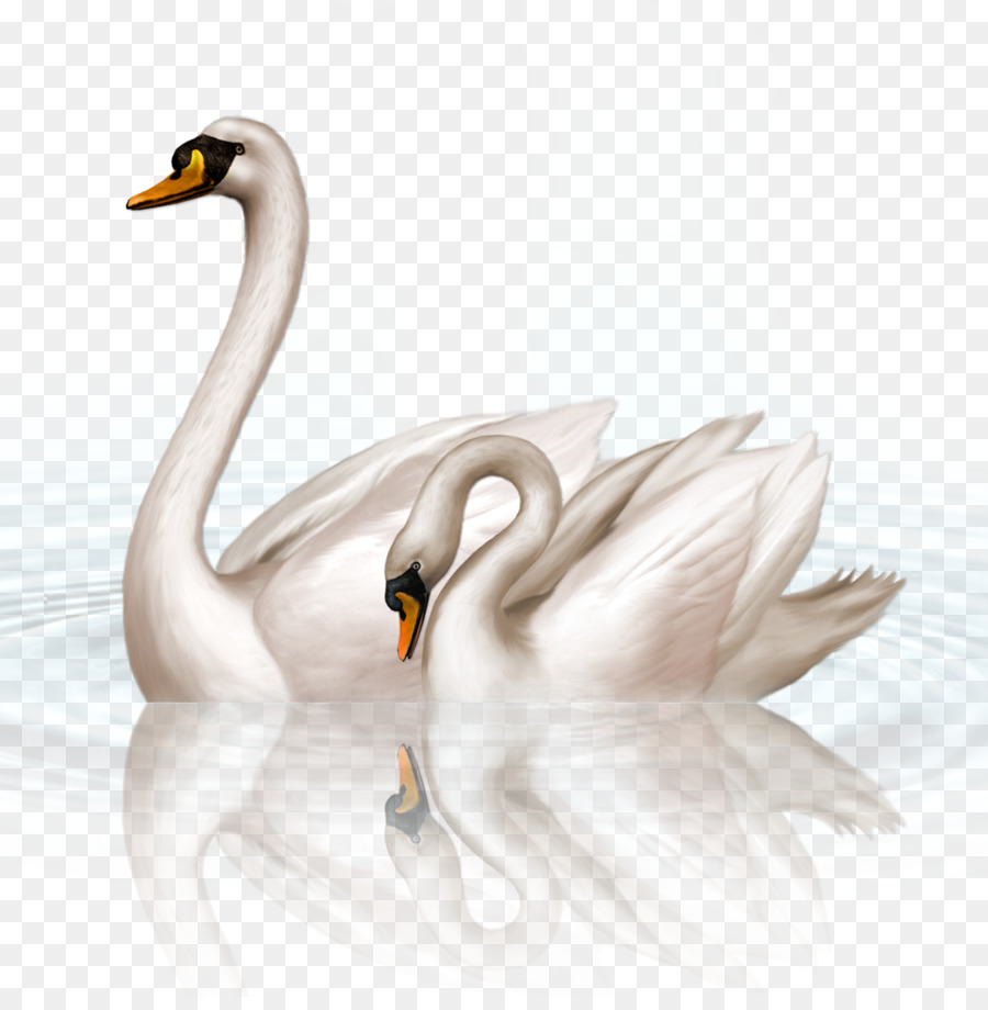 Black swan Clip art - swan png download - 1063*1073 - Free Transparent Black Swan png Download.