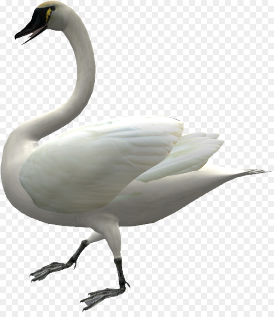 Cygnini Domestic goose Duck - Walking Swan png download - 2723*3108 - Free Transparent Cygnini png Download.