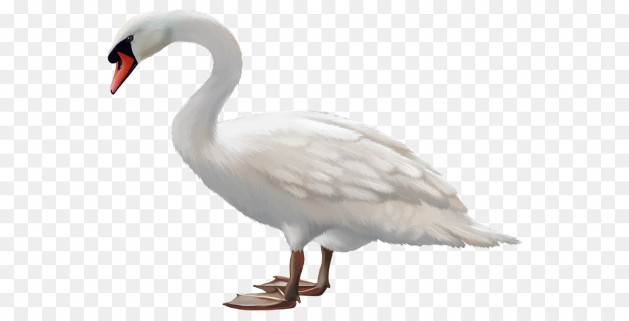 Mute swan Bird Black swan Goose Stock photography - Bird png download - 600*456 - Free Transparent Mute Swan png Download.