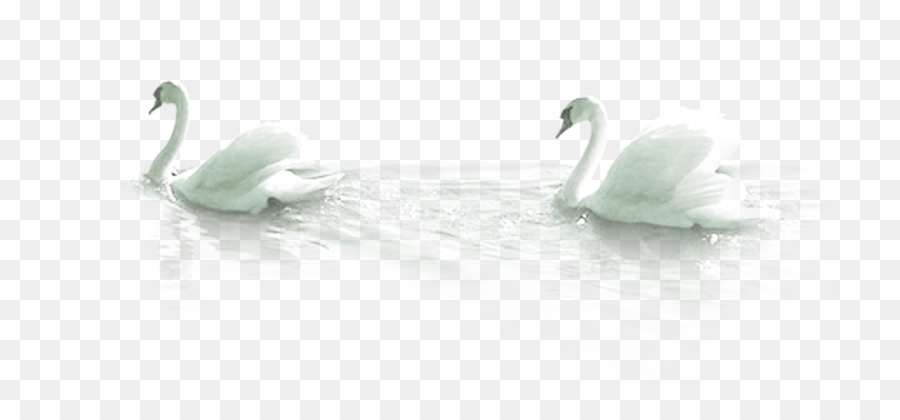 Mute swan Bird Duck - Two swans png download - 1081*500 - Free Transparent Mute Swan png Download.