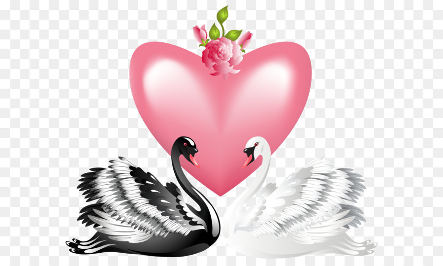 Swan Transparent