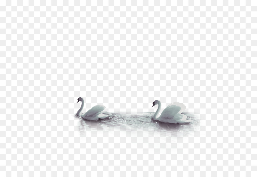 Duck Beak Wallpaper - Ink Swan Background png download - 3865*2625 - Free Transparent Duck png Download.
