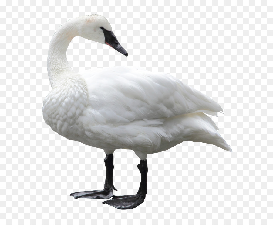 Bird Mute swan Goose - Bird png download - 768*734 - Free Transparent Bird png Download.