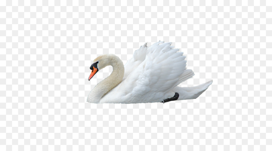 Swan Clip art - Swan PNG png download - 1024*768 - Free Transparent Black Swan png Download.