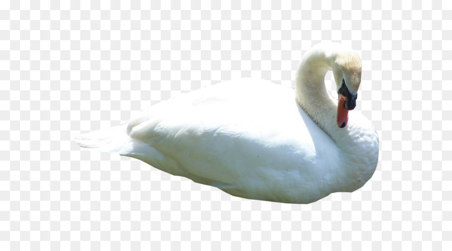 Swan Clip art - Swan PNG png download - 800*600 - Free Transparent Bird png Download.